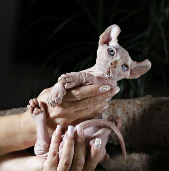 Эксклюзивный мальчик двэльф редчайшей породы в мире, кошка к в фото 5