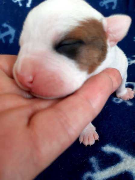 Милые мальчики и девочки Амстаффа резерв ркф в Москве фото 43