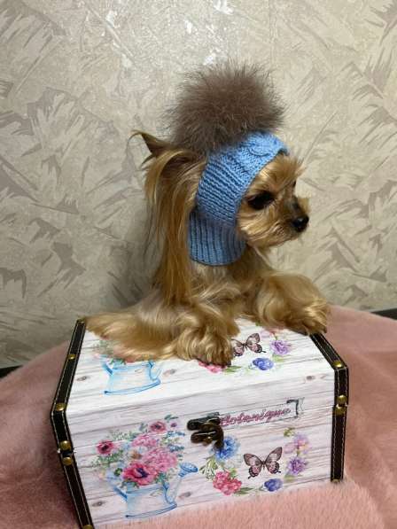 Вязанные шапочки для собак в Москве фото 9