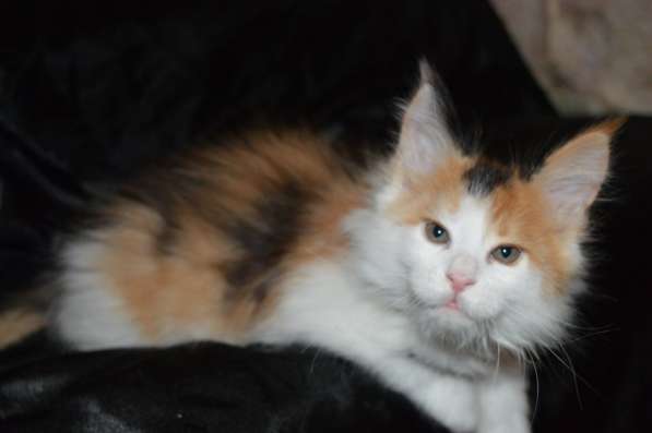 Питомник придлагает котят Мейн-кун в фото 9