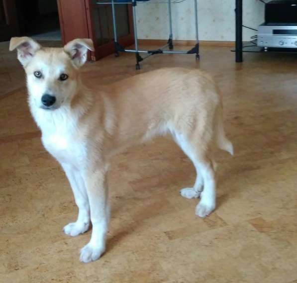 Красивые и очень умные щенки в Санкт-Петербурге фото 22