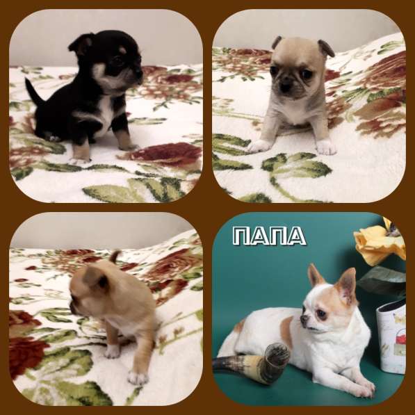 Щенки чихуахуа в Москве фото 24