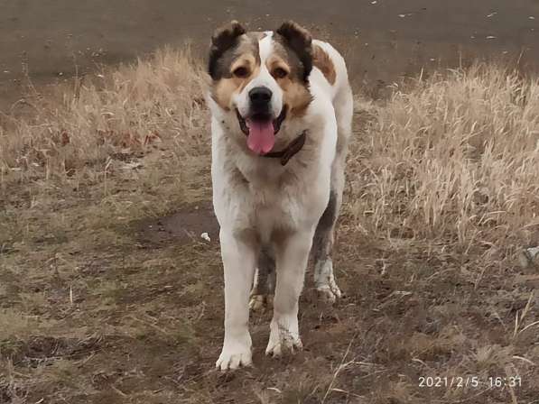 Вязка кобеля среднеазиатской овчарки в фото 6