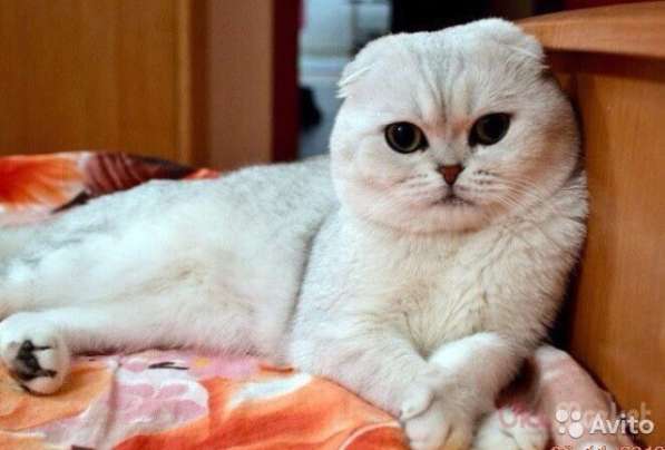 Выставочный жених, вязка