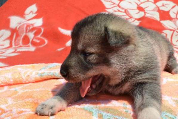 Предлагаются на продажу шикарные щенки западно-сибирской породы лайки от породных предков в фото 3
