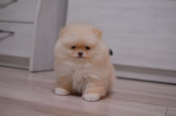 Померанский шпиц. Мини в 