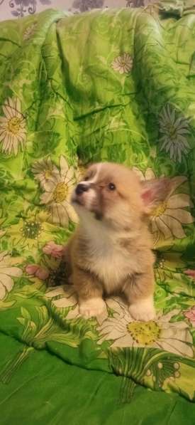 Щенки вельш корги пемброк в фото 8