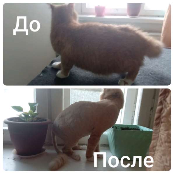 Стрижка кошек и котов