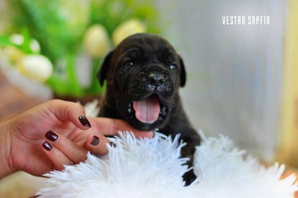 Кобель кане корсо в Симферополе фото 14