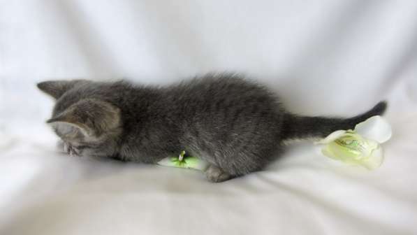 Крутышка малышка - девочка в Москве фото 7