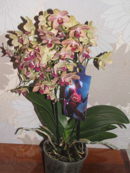 Продам орхидеи цветущие и не цветущие в 