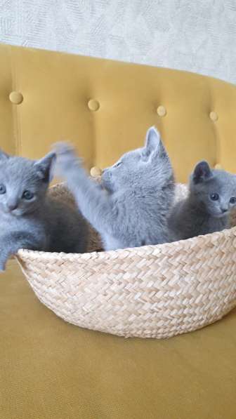Элитные котята породы Русская голубая в фото 7