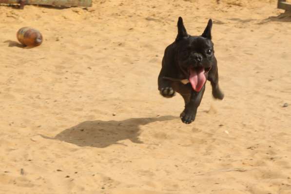 Французский бульдог подрощенная девочка в Москве фото 21