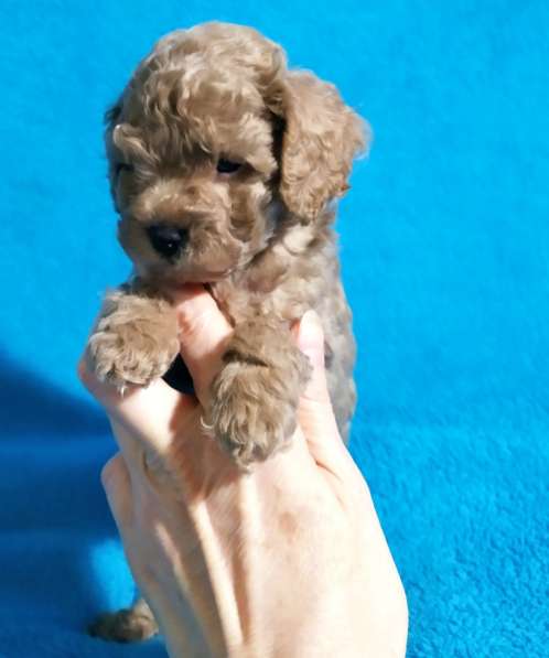 Puddle в фото 3