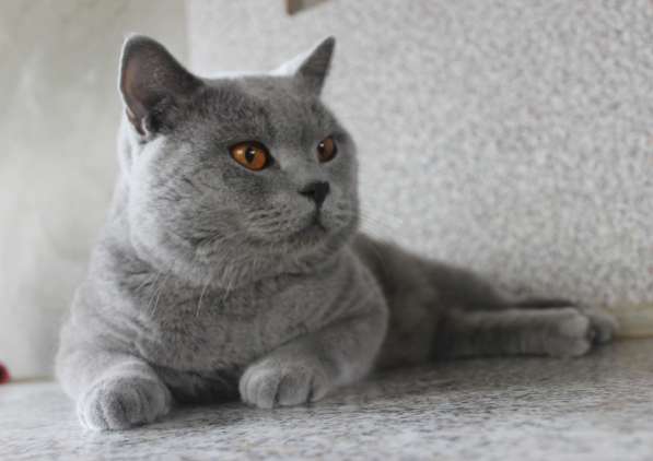 Британский мальчик в фото 8