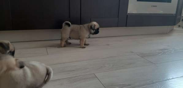 Щенки Мопса в Москве