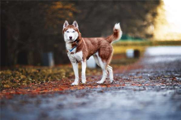 Девочка хаски в добрые руки в Москве фото 6