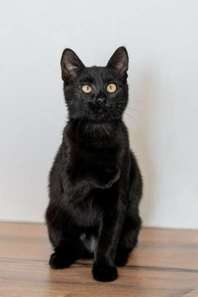 Милые чёрные котята в добрые руки в Москве фото 7