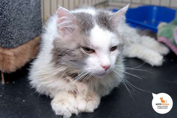 Кот Малевич в Москве