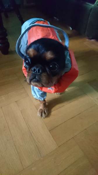 King Charles Spaniel сука в фото 10
