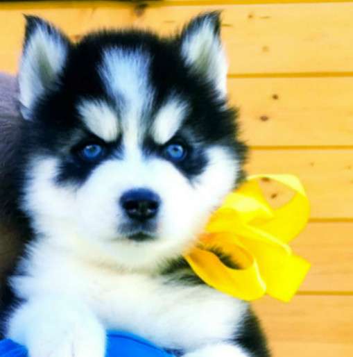 Очень красивые собачки хасятки