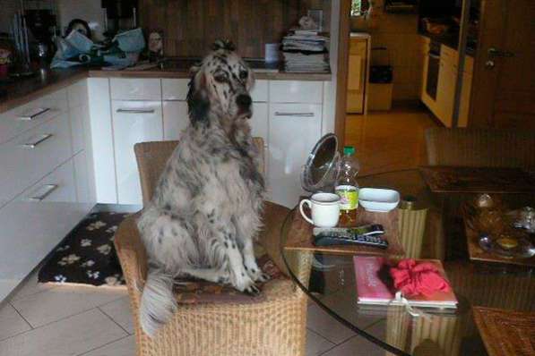 Английский сеттер щенки из элитного питомника в Москве фото 31