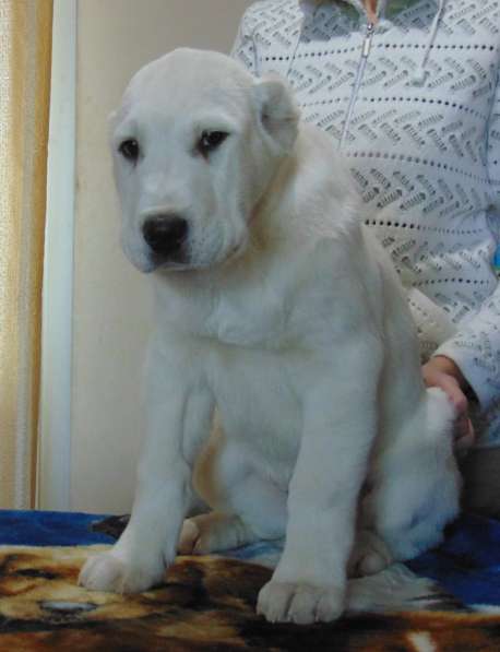 Красивый щенок САО в Красноярске
