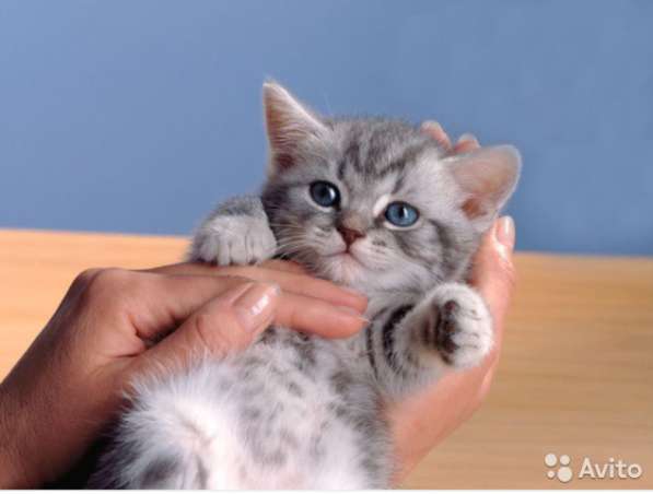 Котята вислоухие и прямоухие в Иванове фото 11