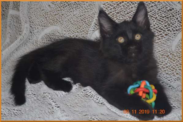 Великолепные котята мейн-кун из питомника в Волгограде фото 219