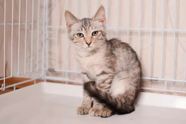 Нежная котенок Принцесса - ищет дом в Москве фото 4