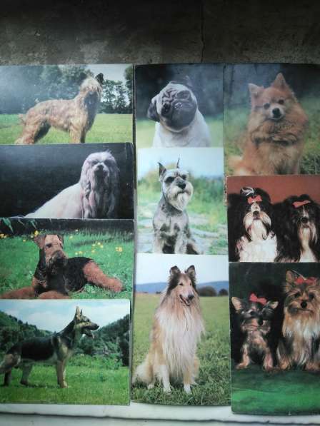 Открытки собак(Чехословакия), животных, птиц в Рубцовске фото 3