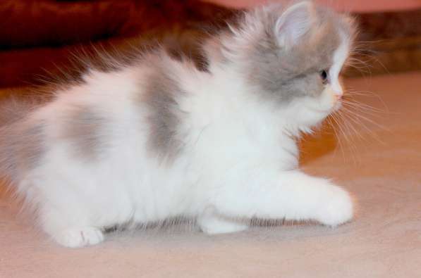 Шотландский котёнок Матильда) в Екатеринбурге фото 14