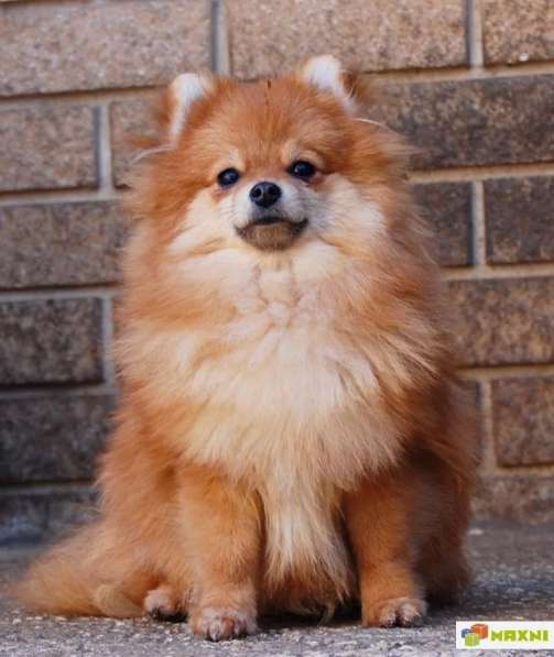 Приму в дар шпица