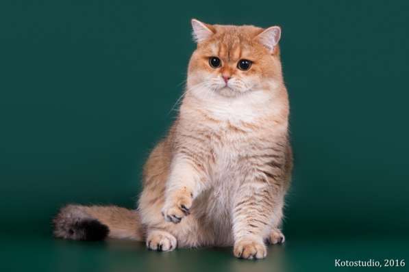 Золотой тикированный кот на продажу в Казани фото 4