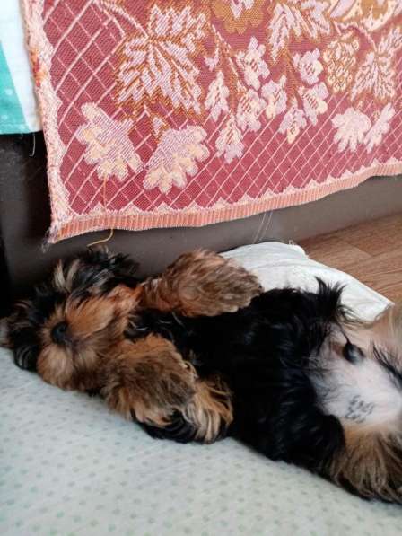 Продается щенок йоркширского терьера в Пензе фото 3