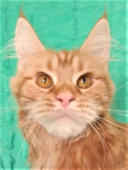 Красотка кремового солидного окраса из питомника Arktur в Тюмени фото 14