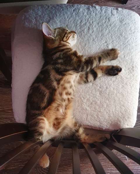 Курильчата в Саранске фото 23