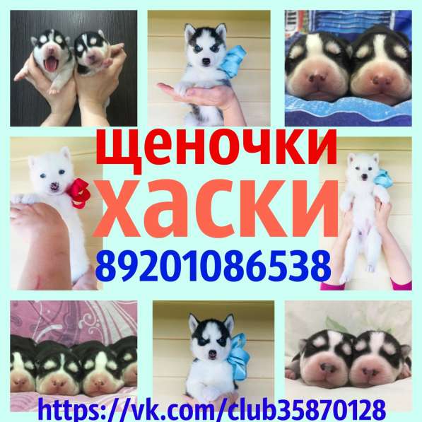 Щеночки хаски черно-белые и белоснежные в Великом Устюге