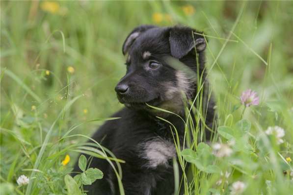 Чудесные щенки ищут дом (мальчики и девочки) в Москве фото 6