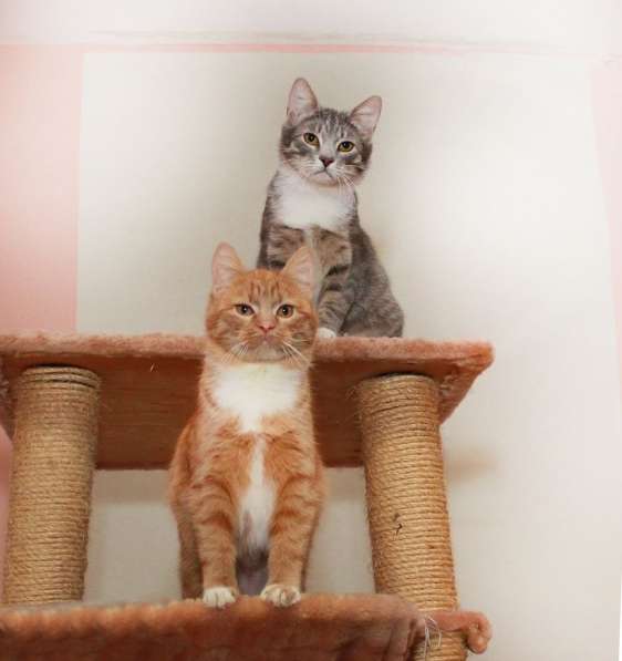 Идеальная пара — котик Ганс и кошка Булочка. В добрые руки в Калуге фото 9