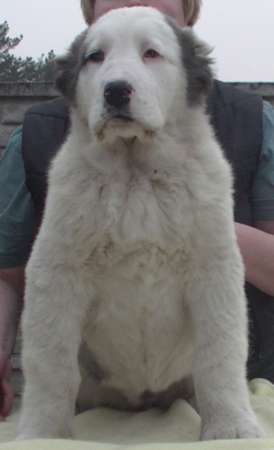 Алабай (среднеазиатская овчарка), чистокровные щенки в Санкт-Петербурге