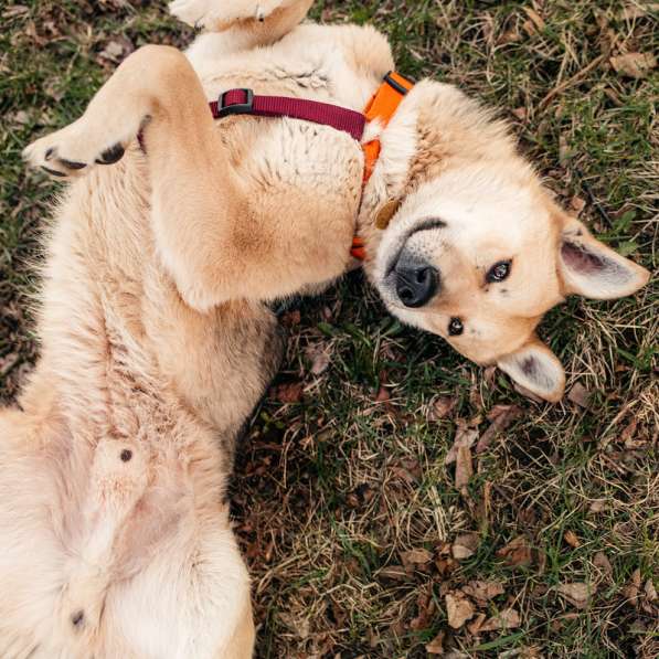 Ищет дом Ромео #ромео_дубоваяроща в Москве фото 46