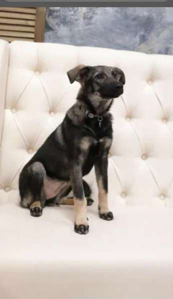 Щенок Рокси ищет семью в Москве фото 8