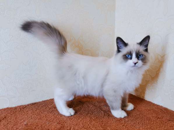 Котята Невские маскарадные в фото 12