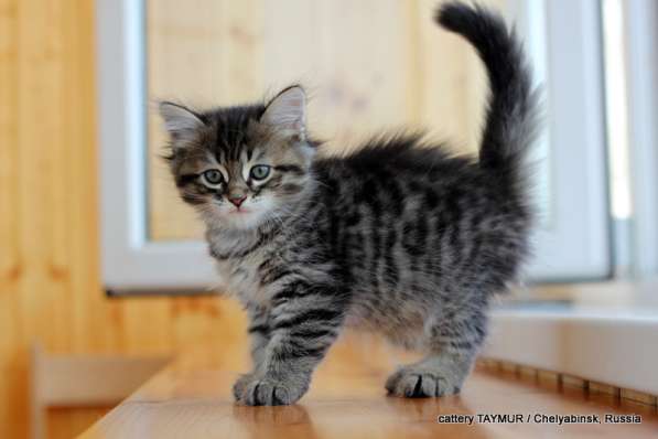 Сибирский котенок из питомника в Челябинске фото 9