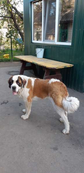 Щенки сенбернара в фото 25