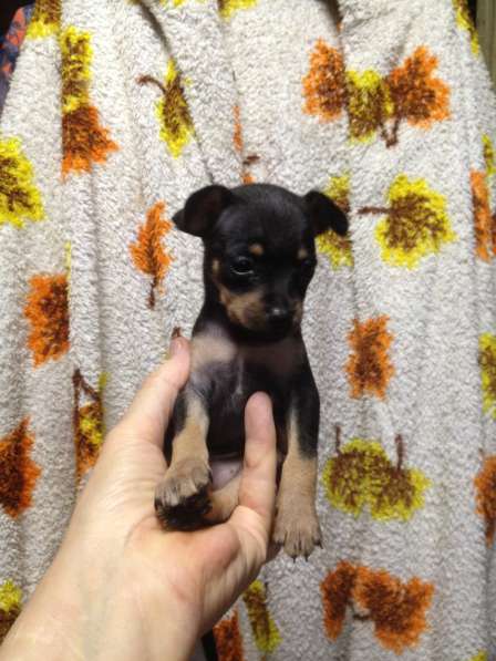 Той терьера щенки в Крымске фото 4