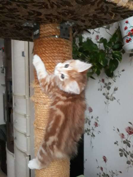 Котята курильский бобтейл в Фрязине фото 14