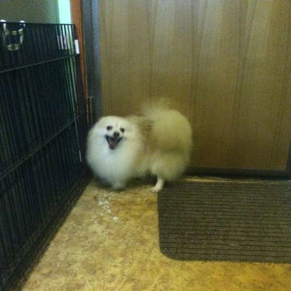 Шпицемальчик собака-улыбака в Москве фото 9