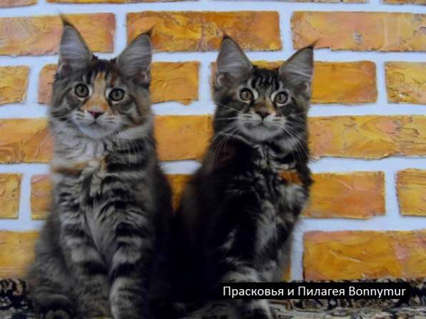 Котята породы мейн-кун в Краснодаре фото 3
